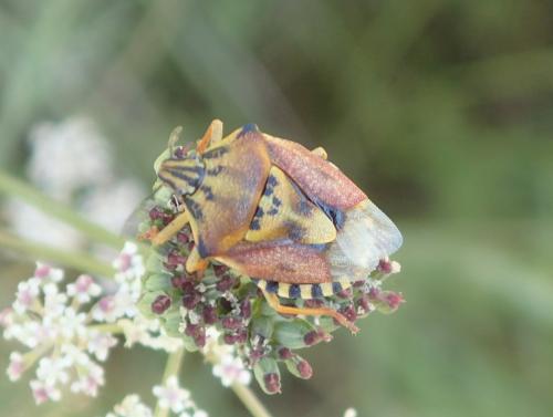 Réf. 306 877 : Carpocoris pudicus